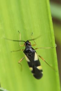 <i>Dryophilocoris flavoquadrimaculatus</i>