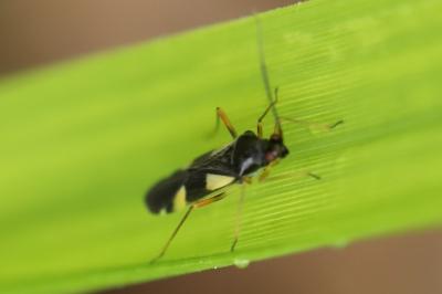 <i>Dryophilocoris flavoquadrimaculatus</i>
