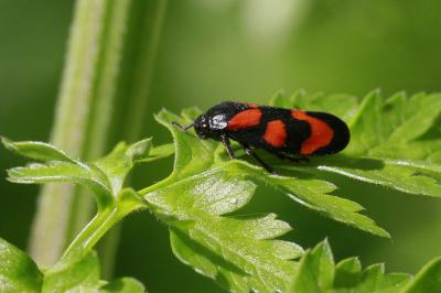 Cercopis vulnerata