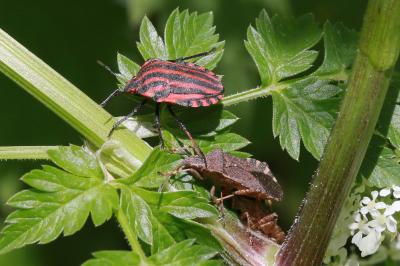 <i>Graphosoma italicum</i>