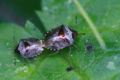 Stagonomus venustissimus