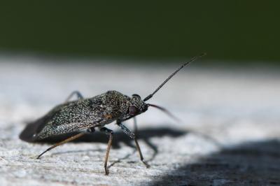 <i>Heterocordylus tibialis</i>