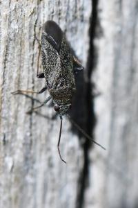 <i>Heterocordylus tibialis</i>