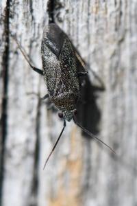 <i>Heterocordylus tibialis</i>