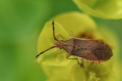 <i>Ceraleptus lividus</i>