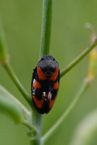 <i>Cercopis vulnerata</i>