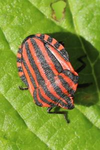 <i>Graphosoma italicum</i>
