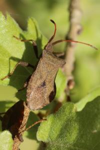 <i>Coreus marginatus</i>