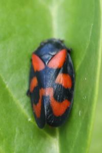 <i>Cercopis vulnerata</i>