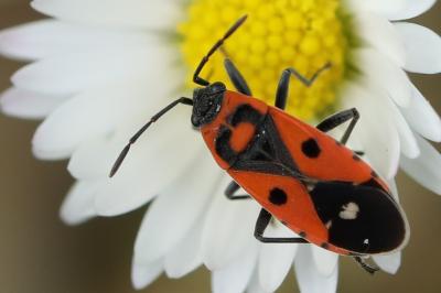 Melanocoryphus albomaculatus