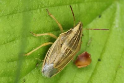<i>Aelia acuminata</i>