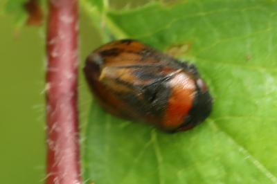 <i>Penthimia nigra</i>