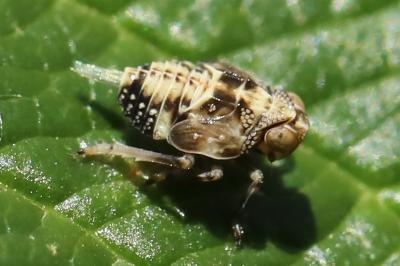 <i>Issus</i>