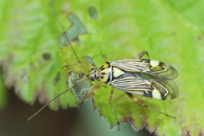 <i>Rhabdomiris striatellus</i>