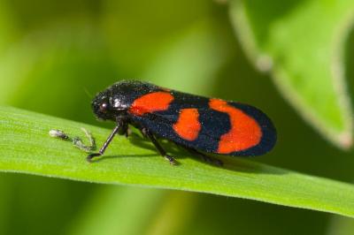 <i>Cercopis vulnerata</i>
