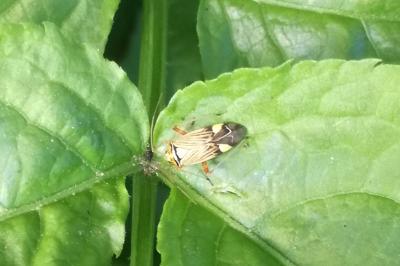 <i>Rhabdomiris striatellus</i>