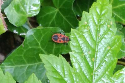 <i>Pyrrhocoris apterus</i>