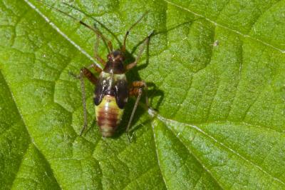 <i>Closterotomus fulvomaculatus</i>
