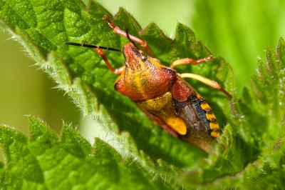 <i>Carpocoris purpureipennis</i>