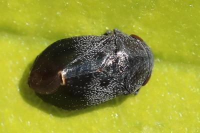 <i>Penthimia nigra</i>
