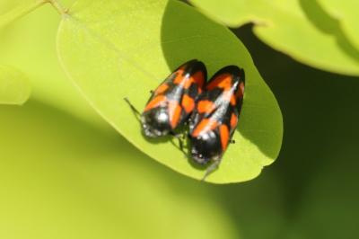 <i>Cercopis vulnerata</i>