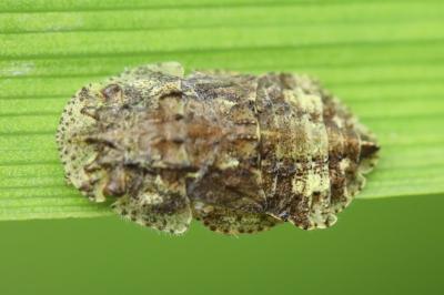 <i>Ledra aurita</i>