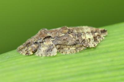 <i>Ledra aurita</i>