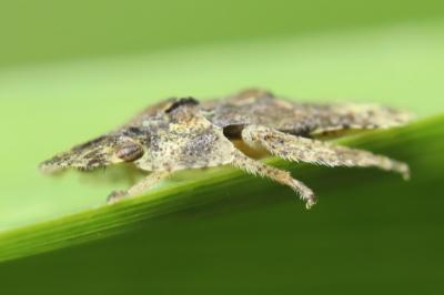 <i>Ledra aurita</i>