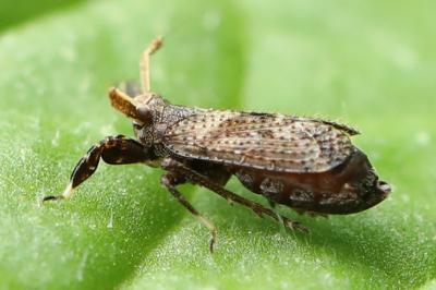 <i>Asiraca clavicornis</i>