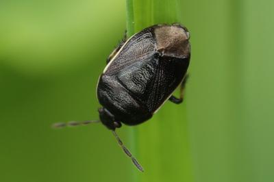 <i>Adomerus maculipes</i>