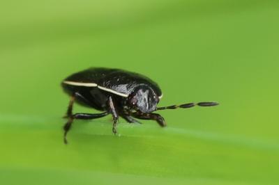 <i>Adomerus maculipes</i>