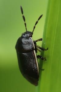 <i>Adomerus maculipes</i>