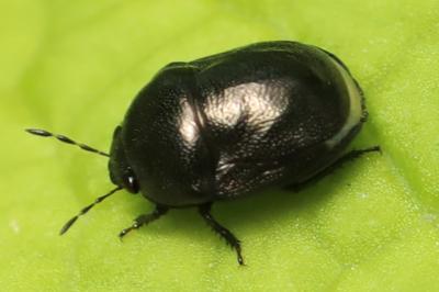 <i>Thyreocoris scarabaeoides</i>