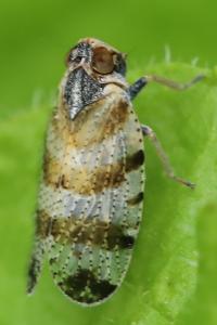 <i>Tachycixius venustulus</i>