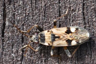<i>Beosus maritimus</i>