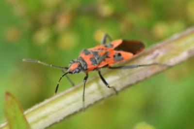 <i>Corizus hyoscyami</i>