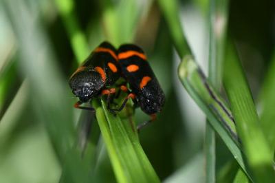 <i>Cercopis intermedia</i>