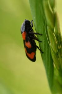 <i>Cercopis vulnerata</i>