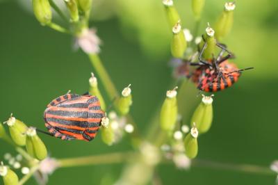 <i>Graphosoma italicum</i>