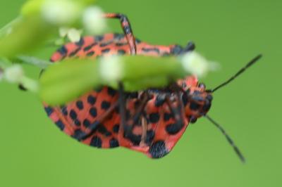 <i>Graphosoma italicum</i>