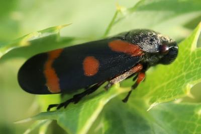 <i>Cercopis intermedia</i>