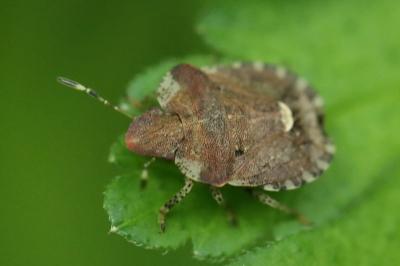 Dyroderes umbraculatus