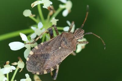<i>Ceraleptus gracilicornis</i>