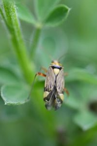 <i>Rhabdomiris striatellus</i>