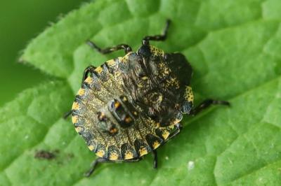 <i>Pentatoma rufipes</i>