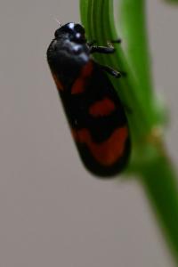 <i>Cercopis vulnerata</i>
