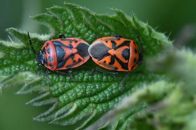 <i>Eurydema ornata</i>