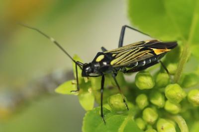 <i>Miris striatus</i>