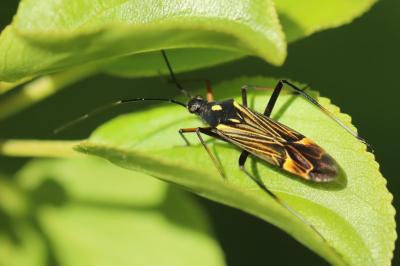 <i>Miris striatus</i>