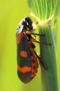 <i>Cercopis intermedia</i>